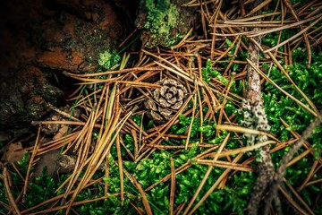 green moss on the rock