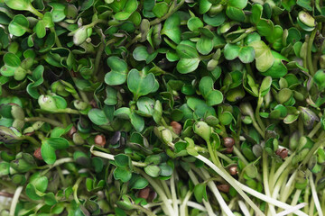 Microgreens macro background image. superfood concept. ecology