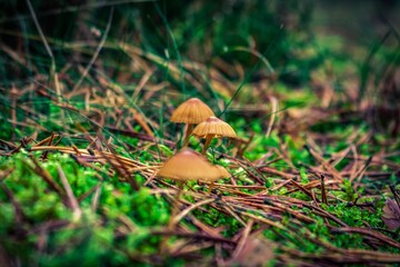 mushrooms in the grass