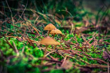 mushrooms in the forest