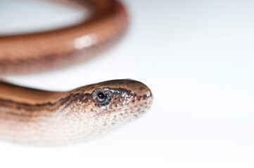 Blind worm (Anguis veronensis) on white background, Italy.