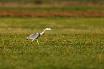 grey heron ardea cinerea on a field
