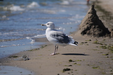 seagull stoin on the shore looks at the waves of the sea
