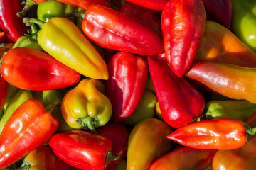 A lot of sweet multi-colored pepper is in a pile on the table.. Red, green, yellow peppers