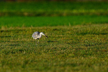 grey heron ardea cinerea on a field