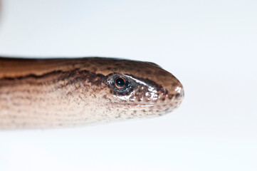 Blind worm (Anguis veronensis) on white background, Italy.