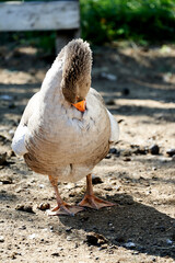 A gray goose that cleans feathers with its beak