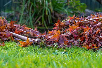 selected focus image of clearing up dead japanese Acer leaves that have fallen from the deciduous maple tree onto the lawn in the autumn fall  in the back yard