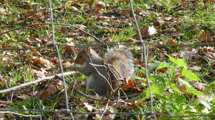 squirrel in a park