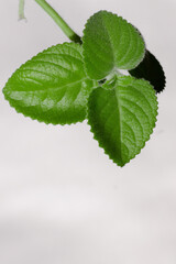 Close up of green mint plant growing in the vegetable garden on the white background