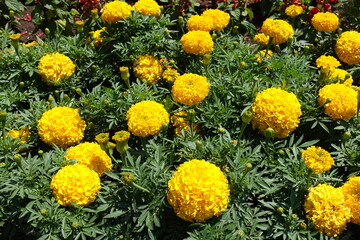 Flower heads of yellow Tagetes erecta in mid June