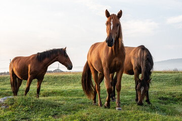 A family of brown horses grazes in nature, the leader looks at you. Animals in the free pasture eat green grass