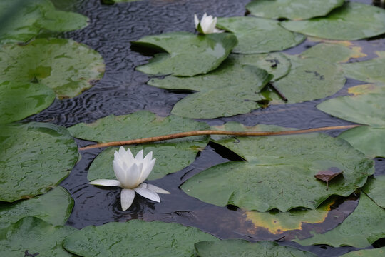 Lily Pad Top View Images Browse 495 Stock Photos Vectors And Video Adobe Stock