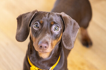 Miniature Dachshund looking at the Camera