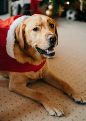 Golden Labrador dog in Christmas santa outfit