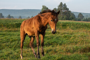 A small clumsy foal is learning to walk, a foal is jumping in a meadow with green grass, close-up