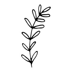 Art foliage natural leaves herbs in line style