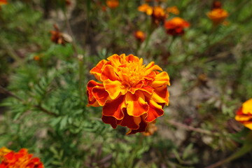 Bloom of orangey red flower head of Tagetes patula in July