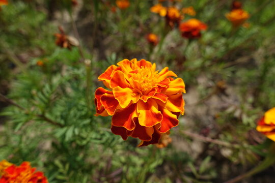 Bloom of orangey red flower head of Tagetes patula in July