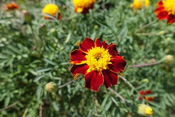Deep red and yellow flower head of Tagetes patula in July