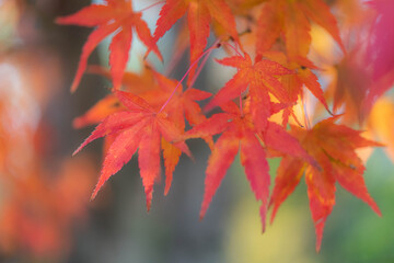 真っ赤なもみじ