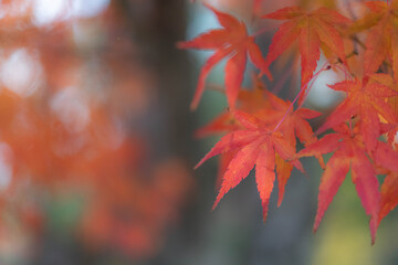 真っ赤なもみじ