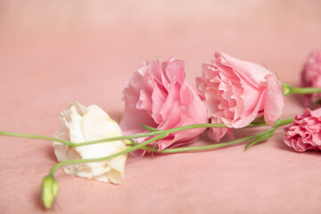 Bouquet of eustoma flowers on a delicate pink background