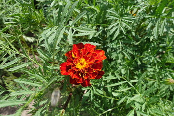 Leaves and single red and yellow flower head of Tagetes patula in July
