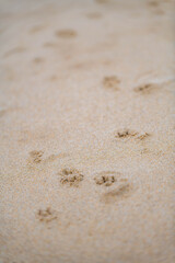 Fototapeta na wymiar 砂浜の足跡