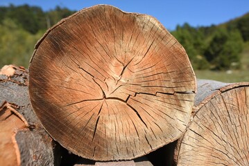 Naklejka premium cross section of tree trunk