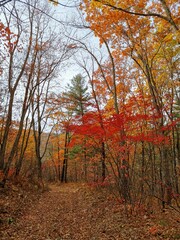 Fototapeta premium autumn in the forest