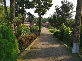 Green nature. It is in Gazipur District, Bangladesh. In the afternoon light it looks very beautiful.