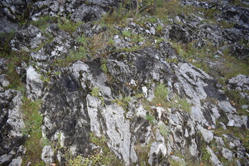 Fototapeta na wymiar moss on the rocks