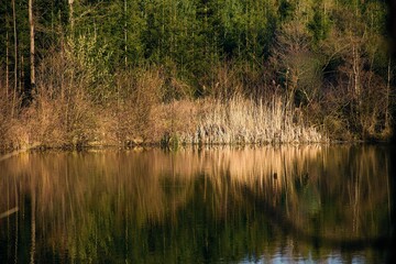 Obraz premium lake in the forest