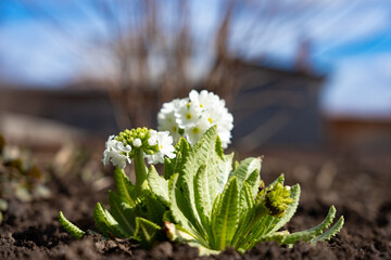 Spherical white primrose flower on a spring garden flowerbed.