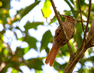 Pale-browed Treehunter, Cichlocolaptes leucophrus