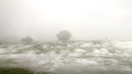 Beautiful enchanted landscape with an ancient old oak tree in the middle of a foggy field