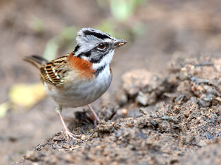 Rufous-collared Sparrow, Zonotrichia capensis