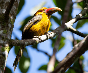 Fototapeta premium Saffron Toucanet, Pteroglossus bailloni