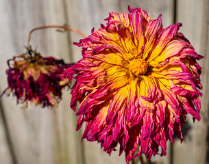 Dried wilting Dahlia flower