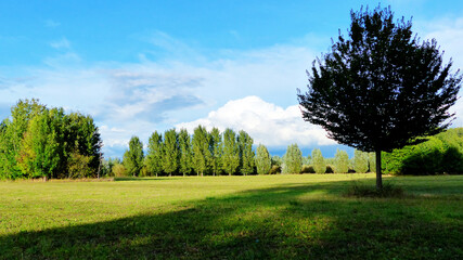 Peaceful scenery with trees 01