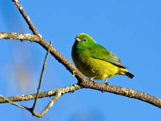 Blauwnekorganist, Blue-naped Chlorophonia, Chlorophonia cyanea