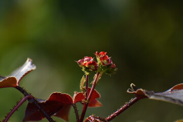 wild flower in blurred background