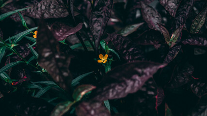 Yellow flower and purple leaf