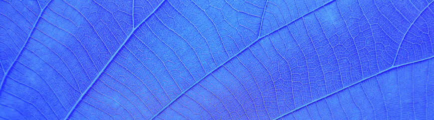 Abstract blue leaf background