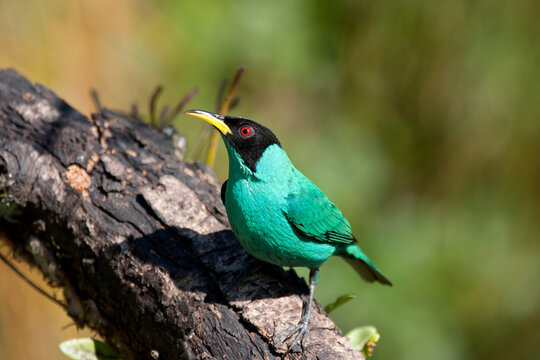 Groene Suikervogel, Green Honeycreeper, Chlorophanes spiza