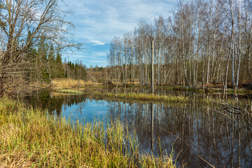 Forest area flooded by beavers