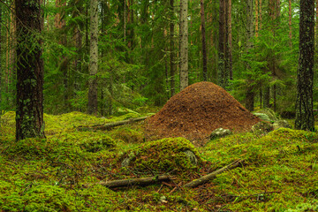 Large anthill in the middle of a green forest