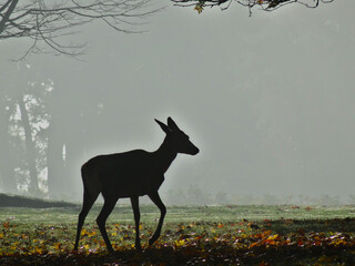 female red deer in the woods on a foggy morning