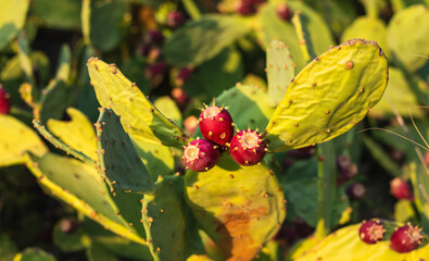 Ripe fruits of Prickly pear cactus (Opuntia, ficus-indica, Indian fig opuntia) with fruits